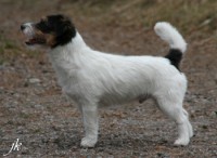 /album/jackrus-jackrussell/jackson1v-jpg2/