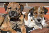 /album/jackrus-jackrussell/koirat-jpg1/